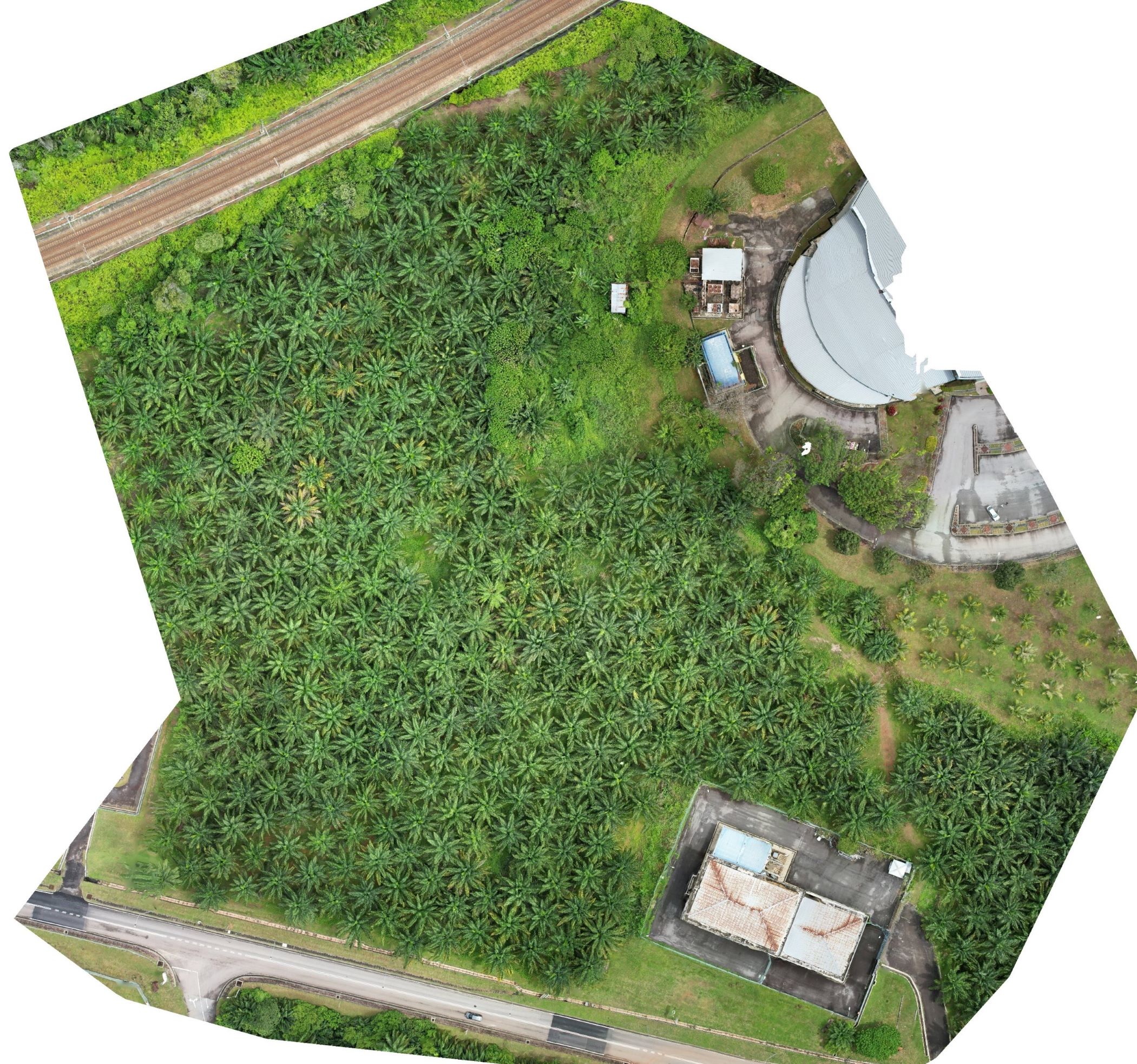 drone image taken 60m above ground for an oil palm plantation